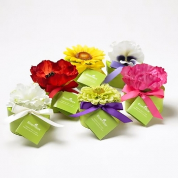 BloemBox Flower Seeds